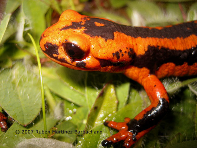 Salamandra salamandra fastuosa